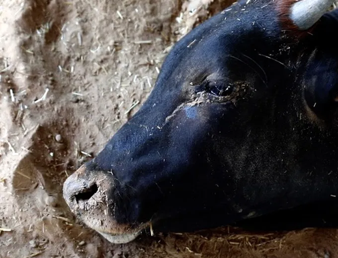 A rescued cow resting