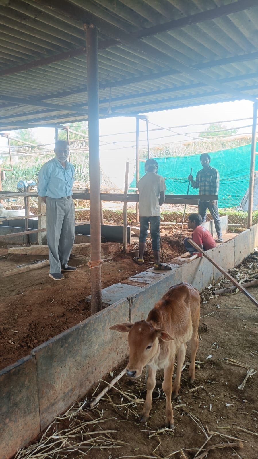 A calf and our team at the gaushala sheds
